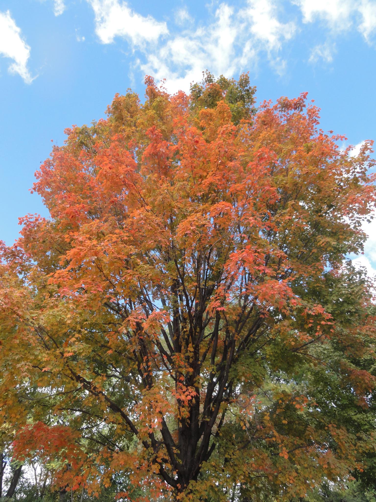 A vibrant tree with orange and green autumn leaves against a blue sky.