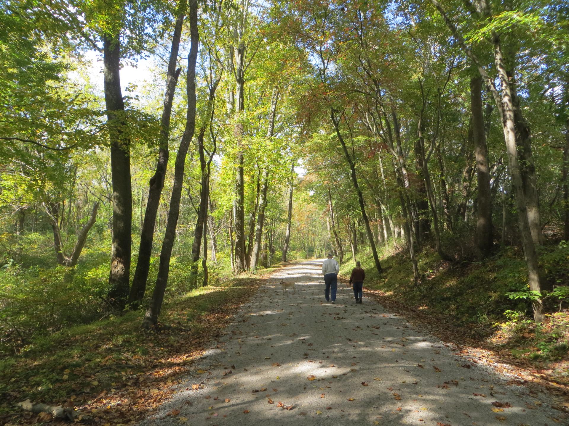Two people walk on a sun-dappled path through a vibrant green forest.