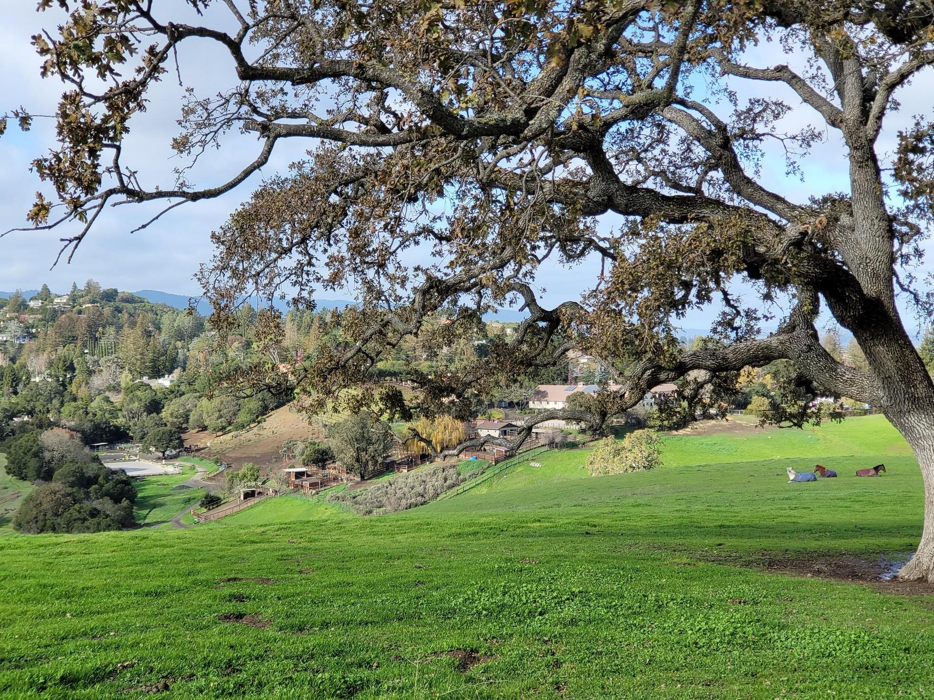 Large tree frames a green hillside and distant valley under a bright sky.