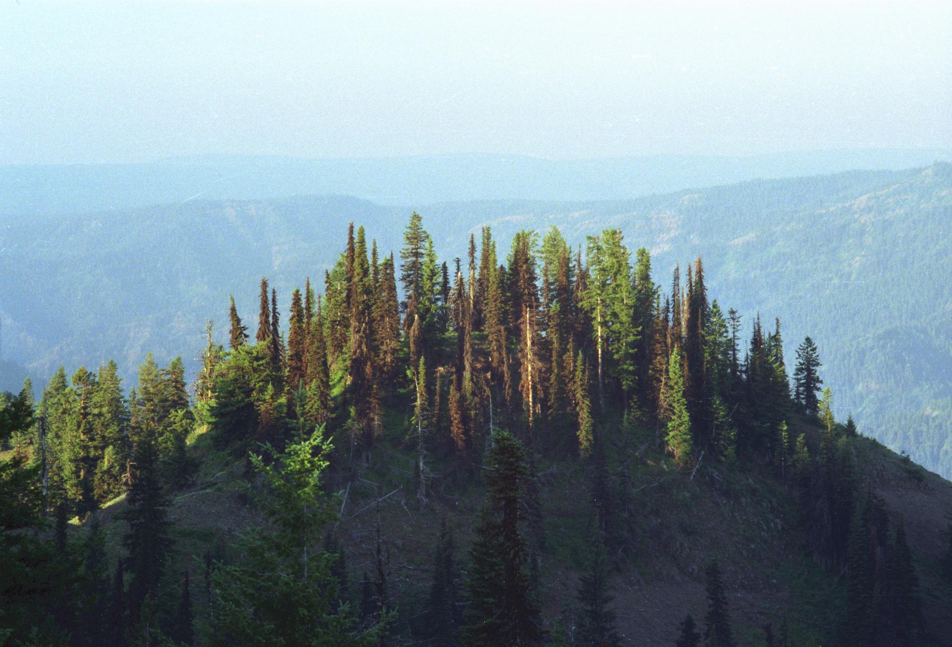 Sunlight illuminates a dense forest atop a hill with hazy mountains in background.