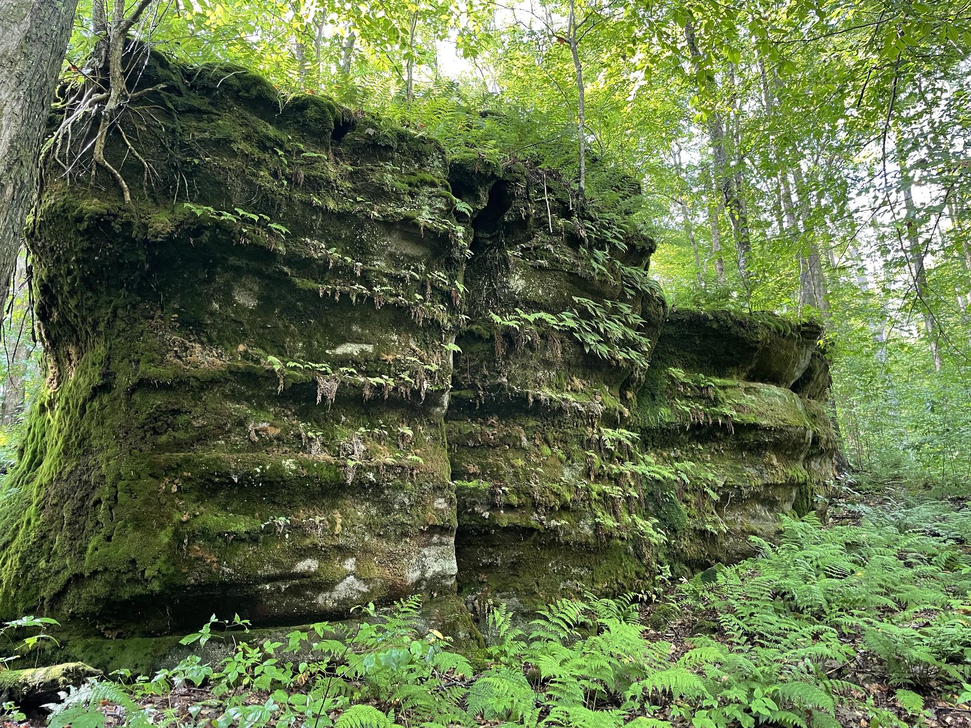 Towering moss-covered rock formations stand amidst green ferns in a forest.