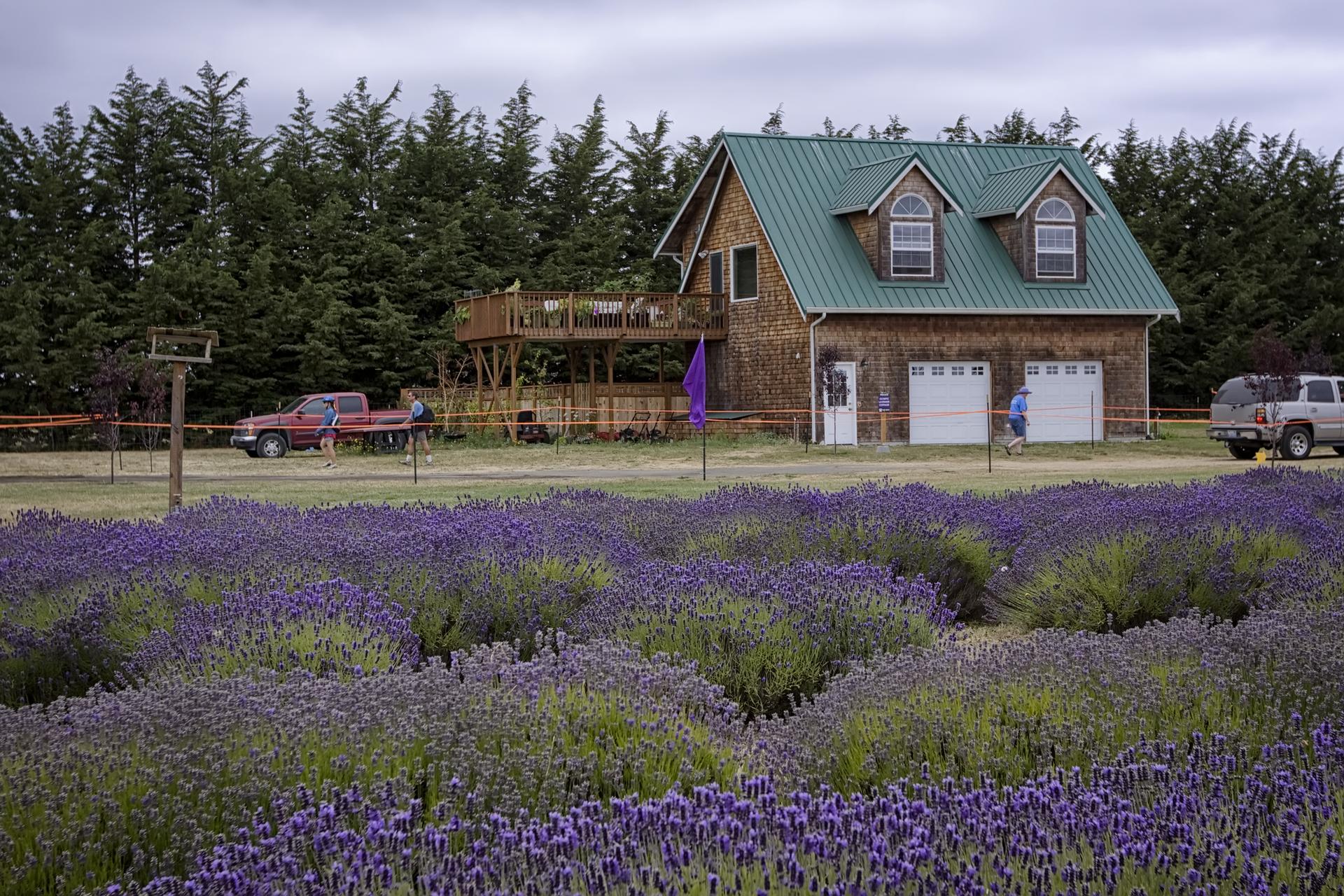 Purple lavender field in front of a rustic house with a green roof.