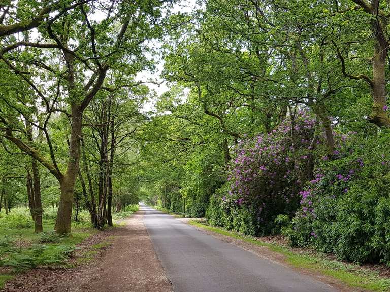 Landford & Hale Purlieu loop from Fordingbridge — New Forest National