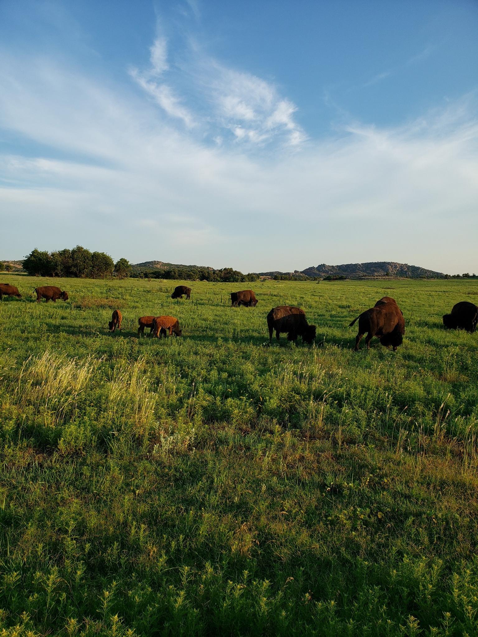 A herd of bison grazing in a vast green field under a partly cloudy sky.