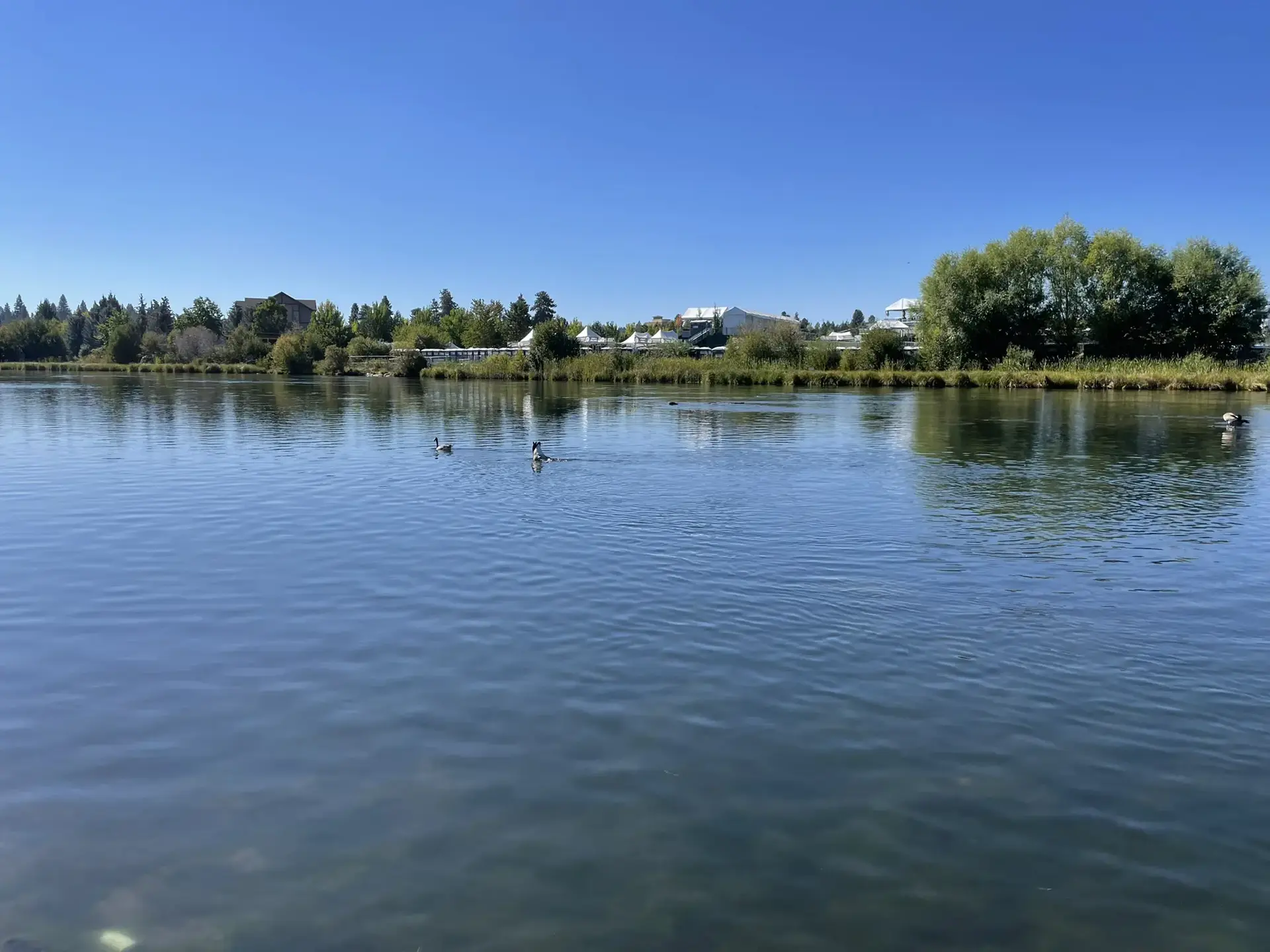 Ducks swim on a calm lake under a clear blue sky.