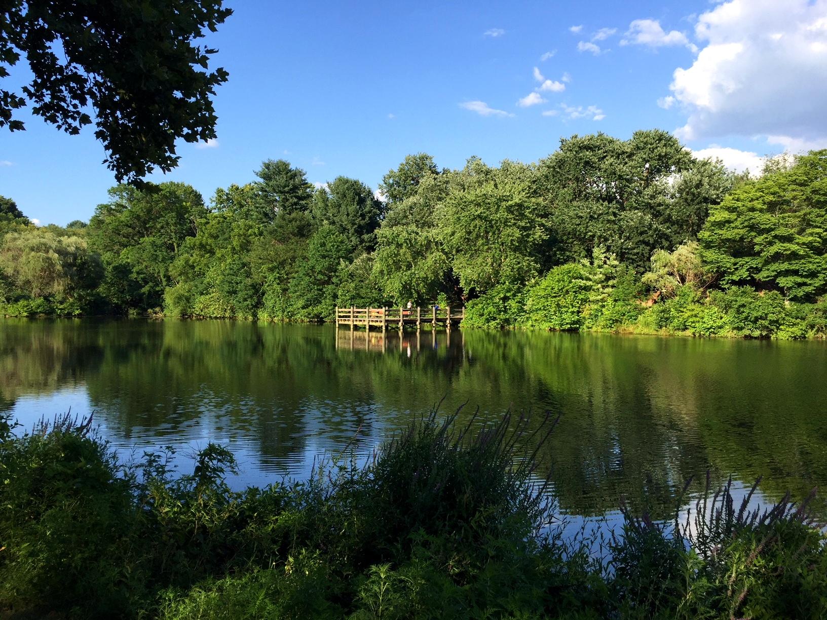 Calm lake surrounded by lush green trees under a bright blue sky, with a wooden dock.