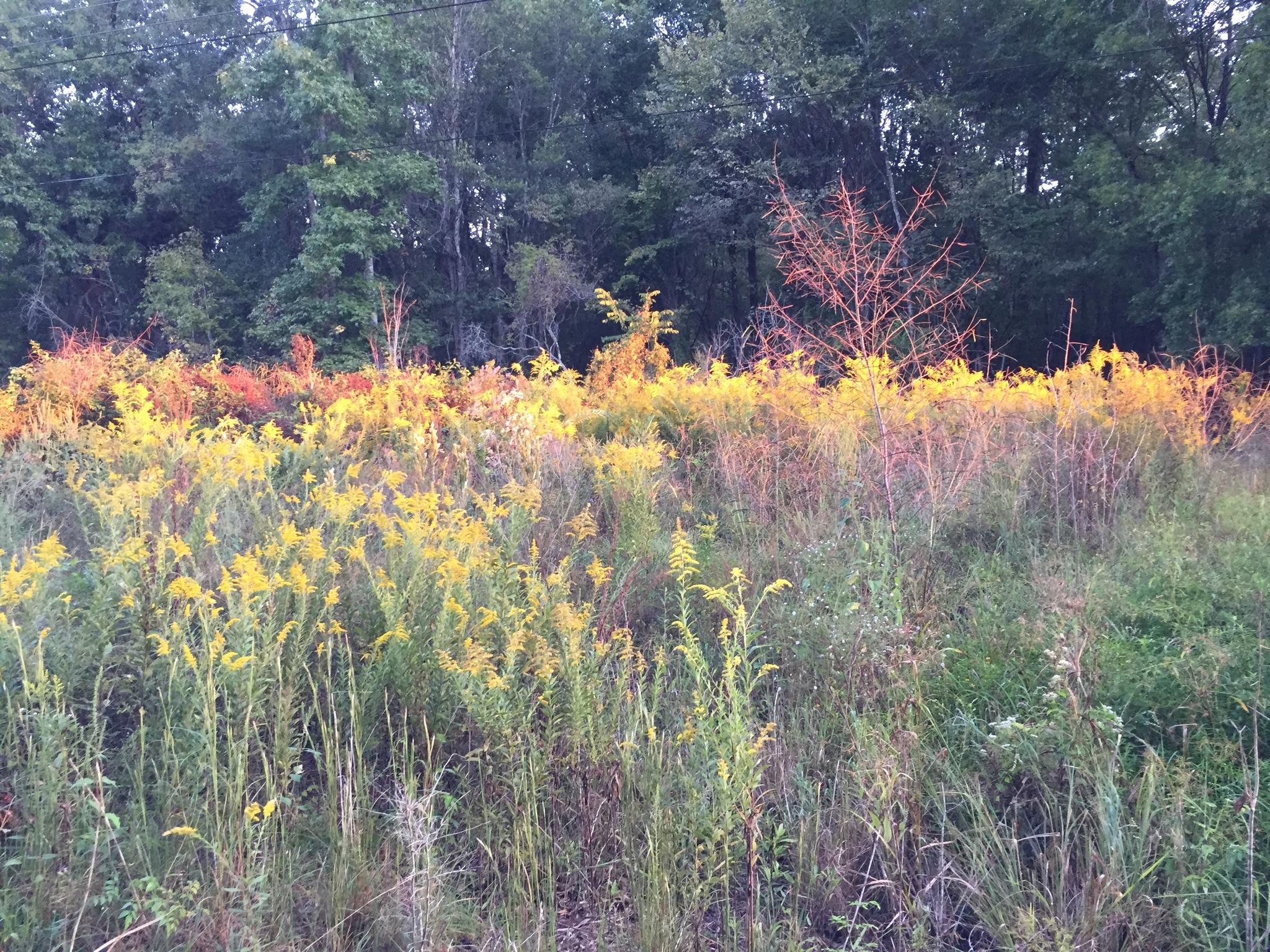 A field of tall yellow and green wildflowers with a dark forest behind.