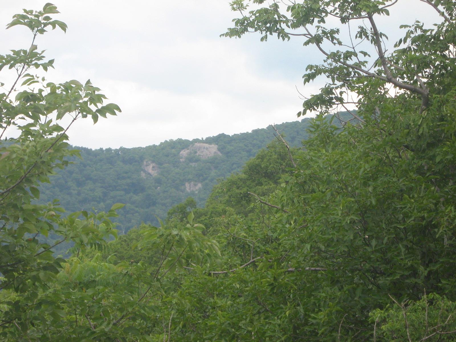 Hazy view of a distant rocky mountain through dense green foliage.
