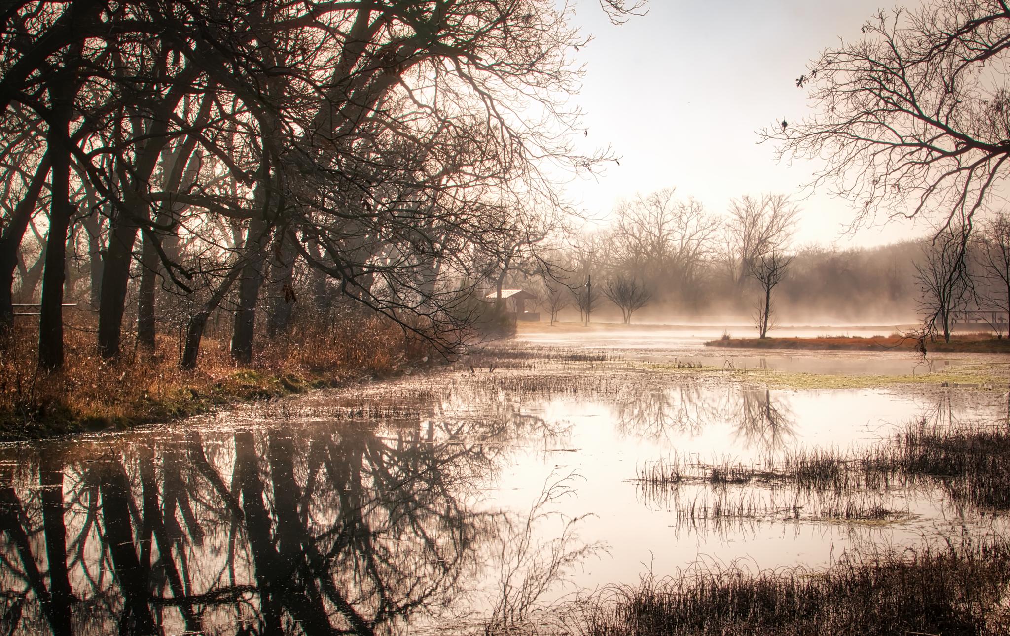 Misty water reflects bare trees under a soft, hazy sky.