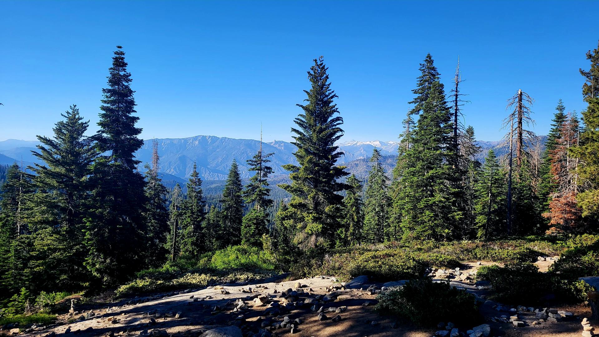 Sunny view of a pine forest with distant mountains under a clear blue sky.