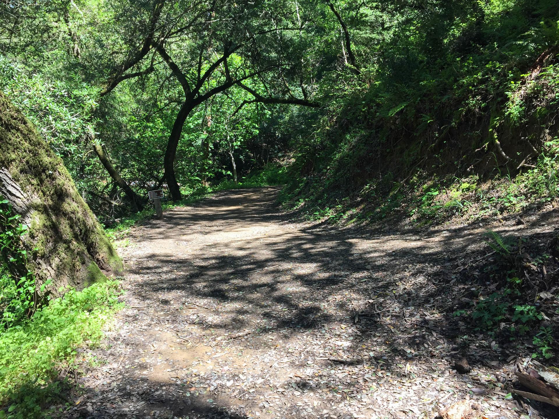 Shaded dirt path through a dense, green forest on a sunny day.