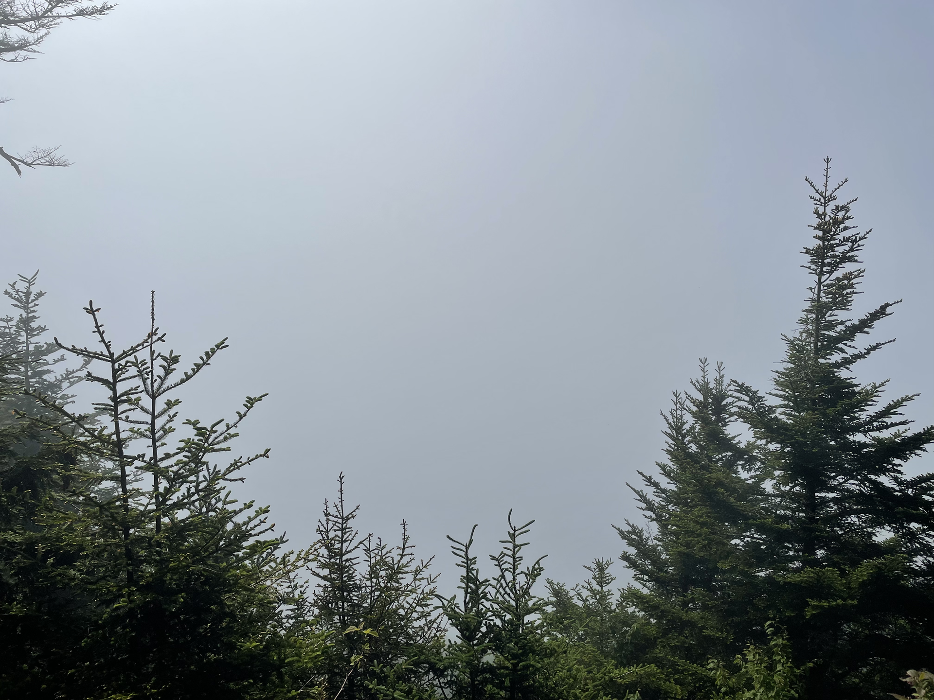 Evergreen treetops pierce a dense, misty, light gray sky.