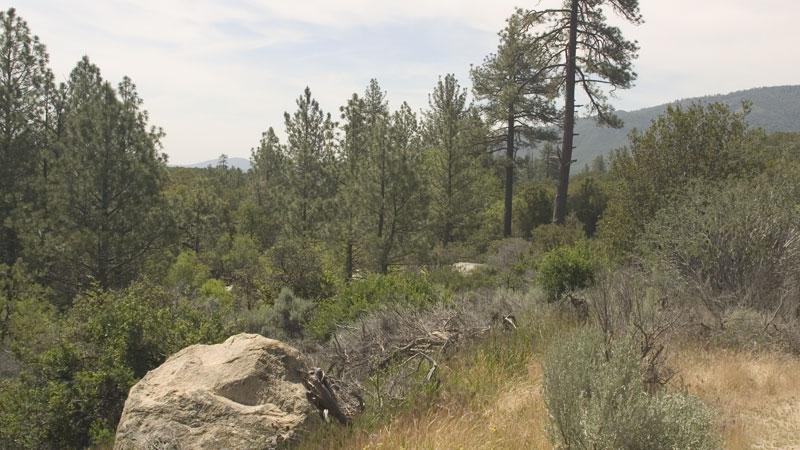 Large rock in dry grass with pine trees and hazy hills under daylight.