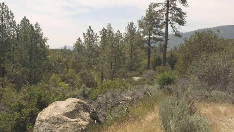 Large rock in dry grass with pine trees and hazy hills under daylight. - Hurkey Creek Trail