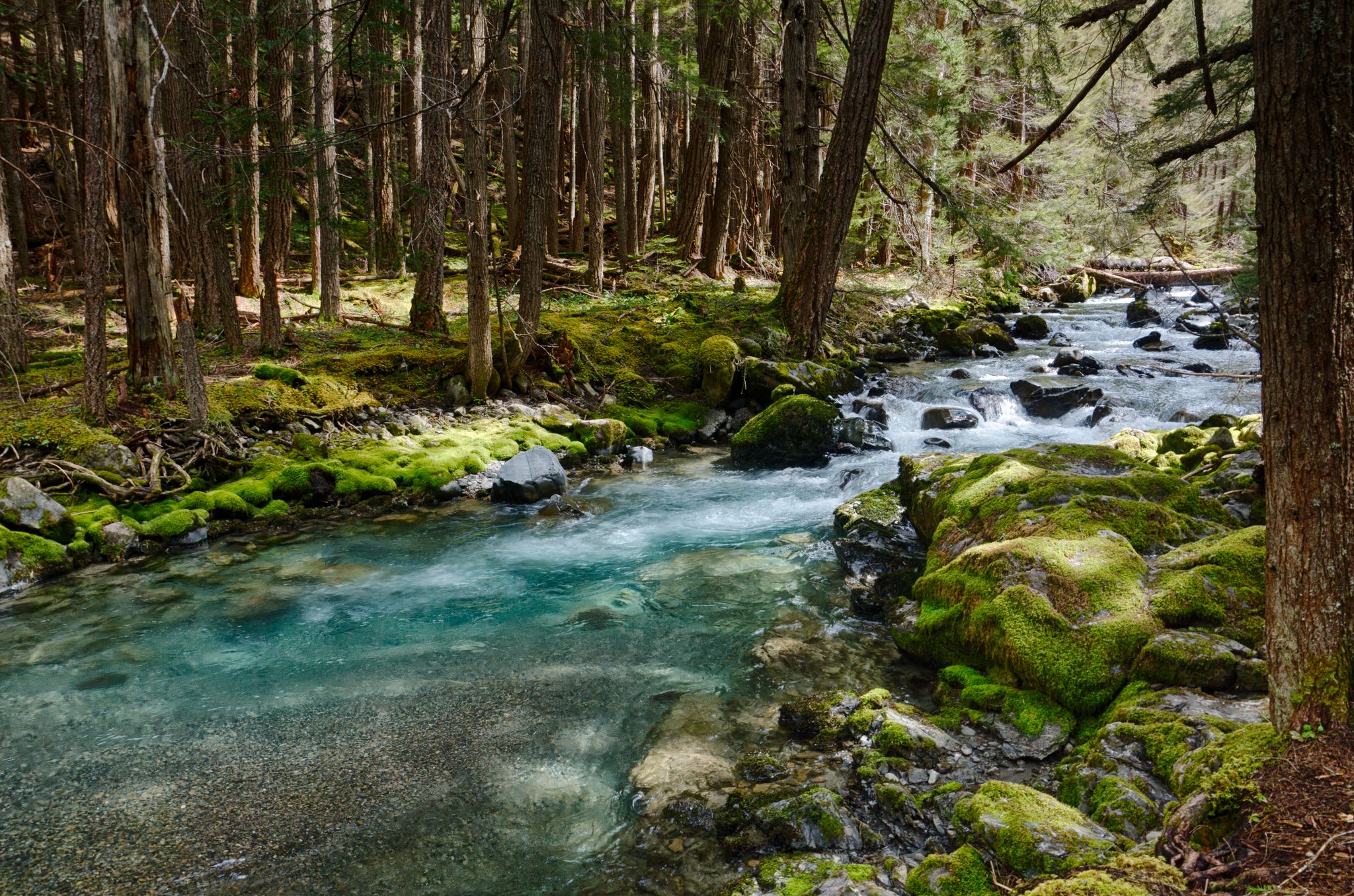 Clear blue river flows through a mossy, sun-dappled forest with tall trees. - Gold Creek Trail