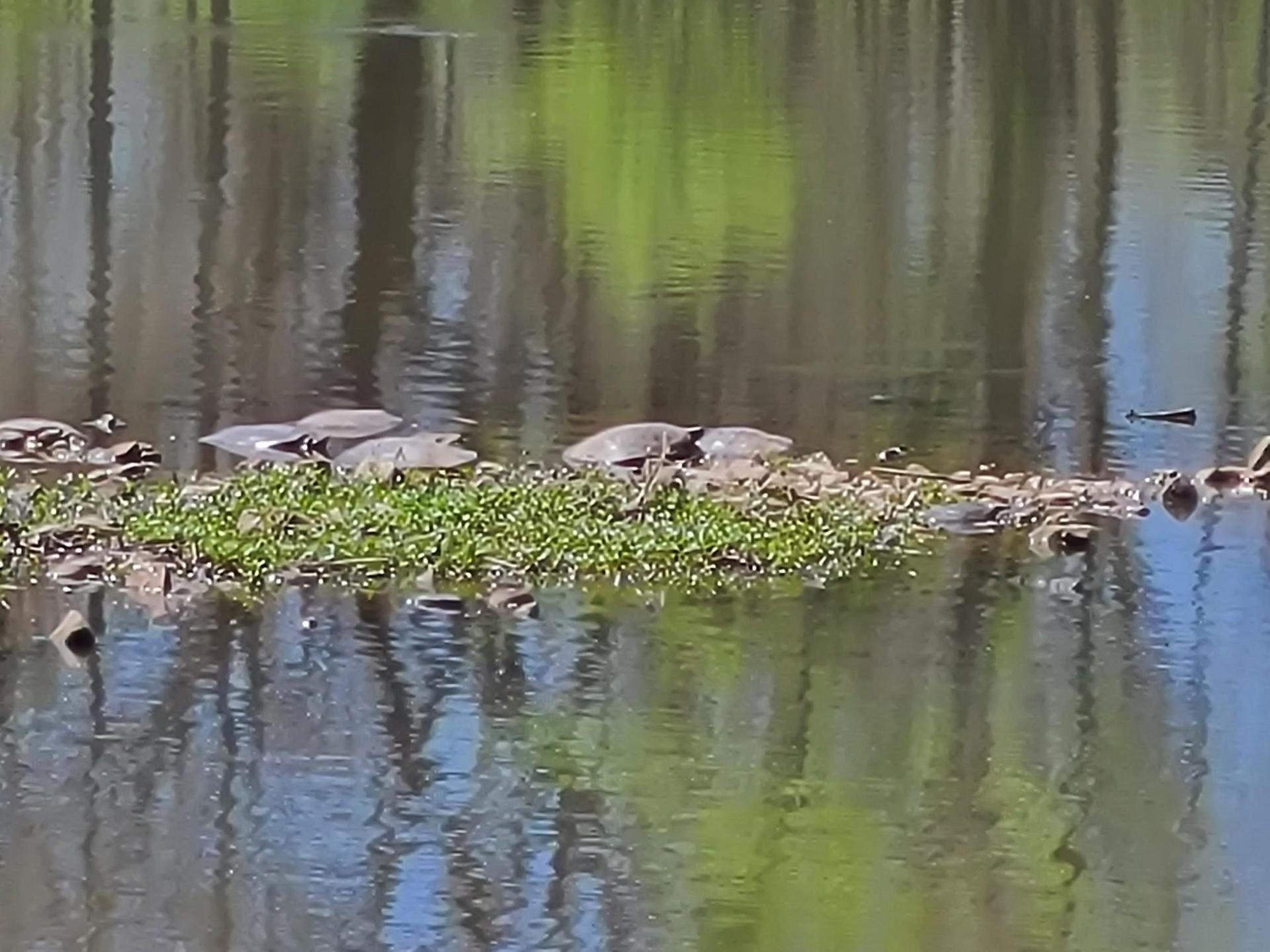 Several turtles bask on a small grassy island in calm, reflective water.
