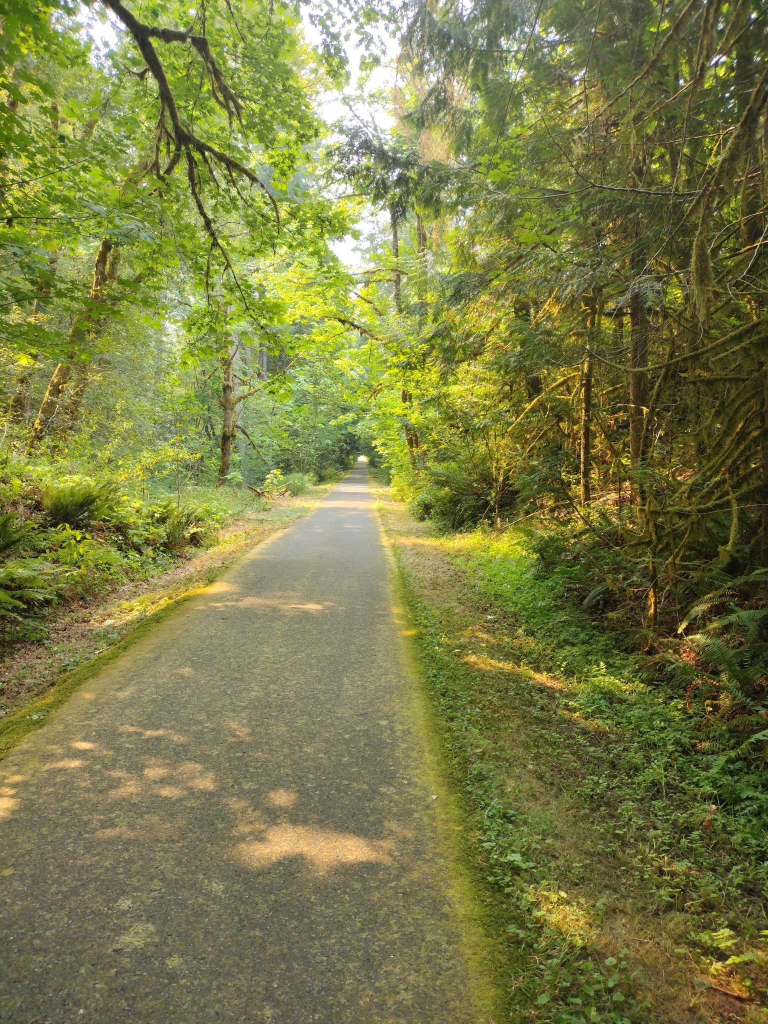 A paved path winds through a lush green forest with bright dappled sunlight.