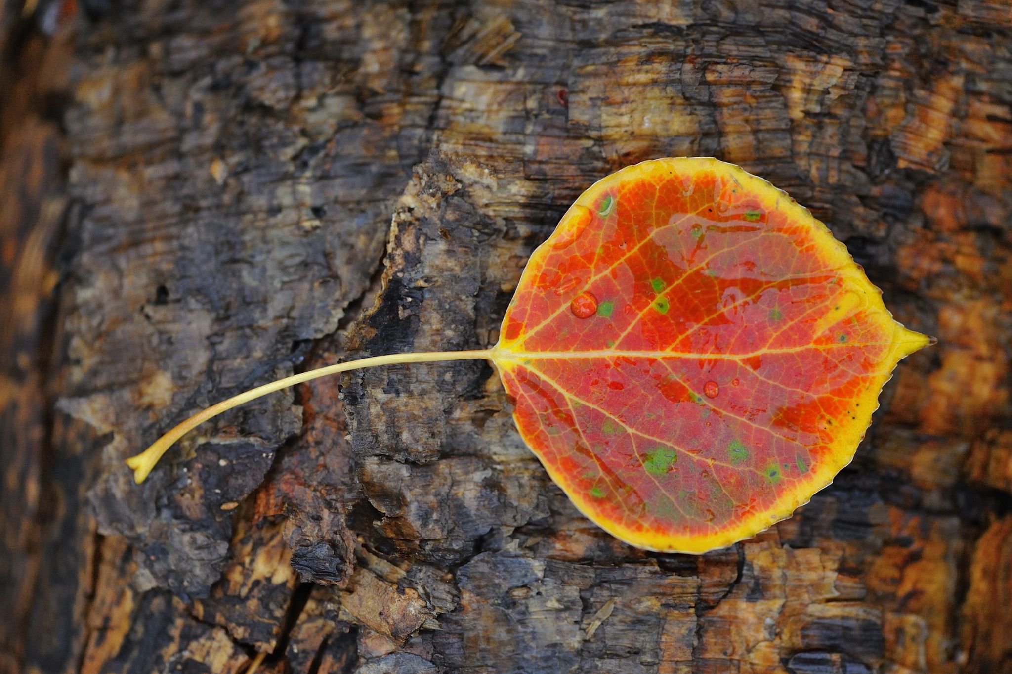 A vibrant red and yellow autumn leaf with water droplets rests on dark bark. - Bridger Peak via Continental Divide Trail