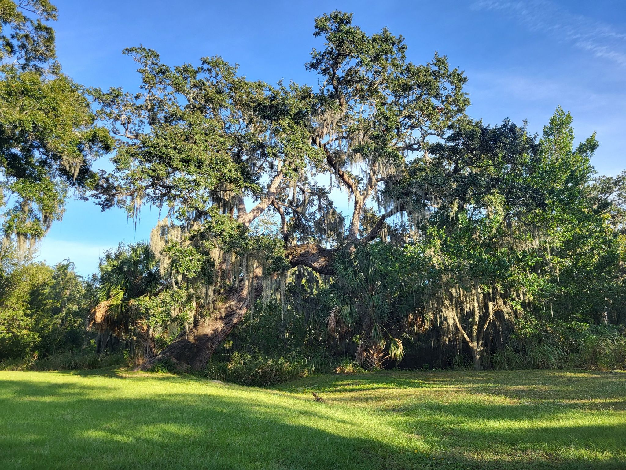 Sunny view of a large, moss-covered oak tree over a green field. - Cliff Stephens Park – Live Oak Tree in Kapok Park loop from Ruth Eckerd Hall