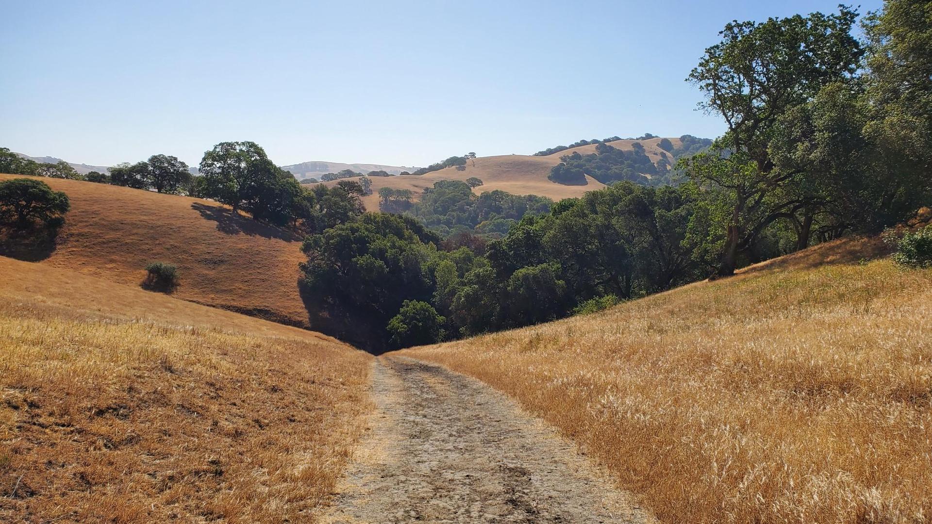 Dirt path through sunny, dry grassy hills with scattered green trees.
