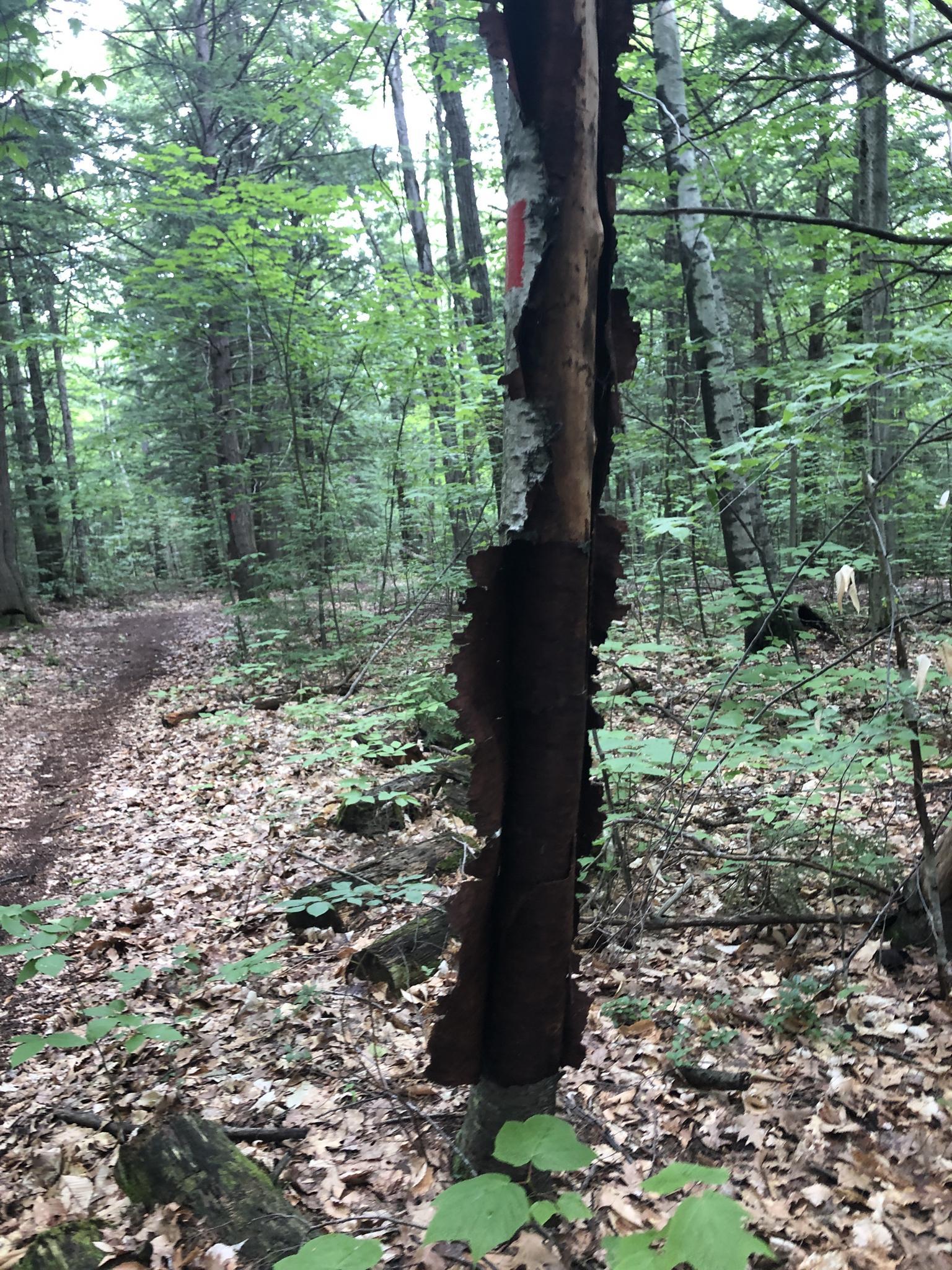 A tree with dark, peeling bark stands beside a green forest trail.