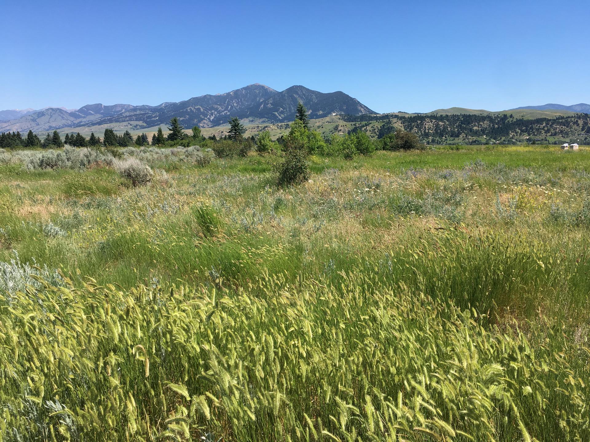 Vast green field with distant mountains under a clear blue sky.