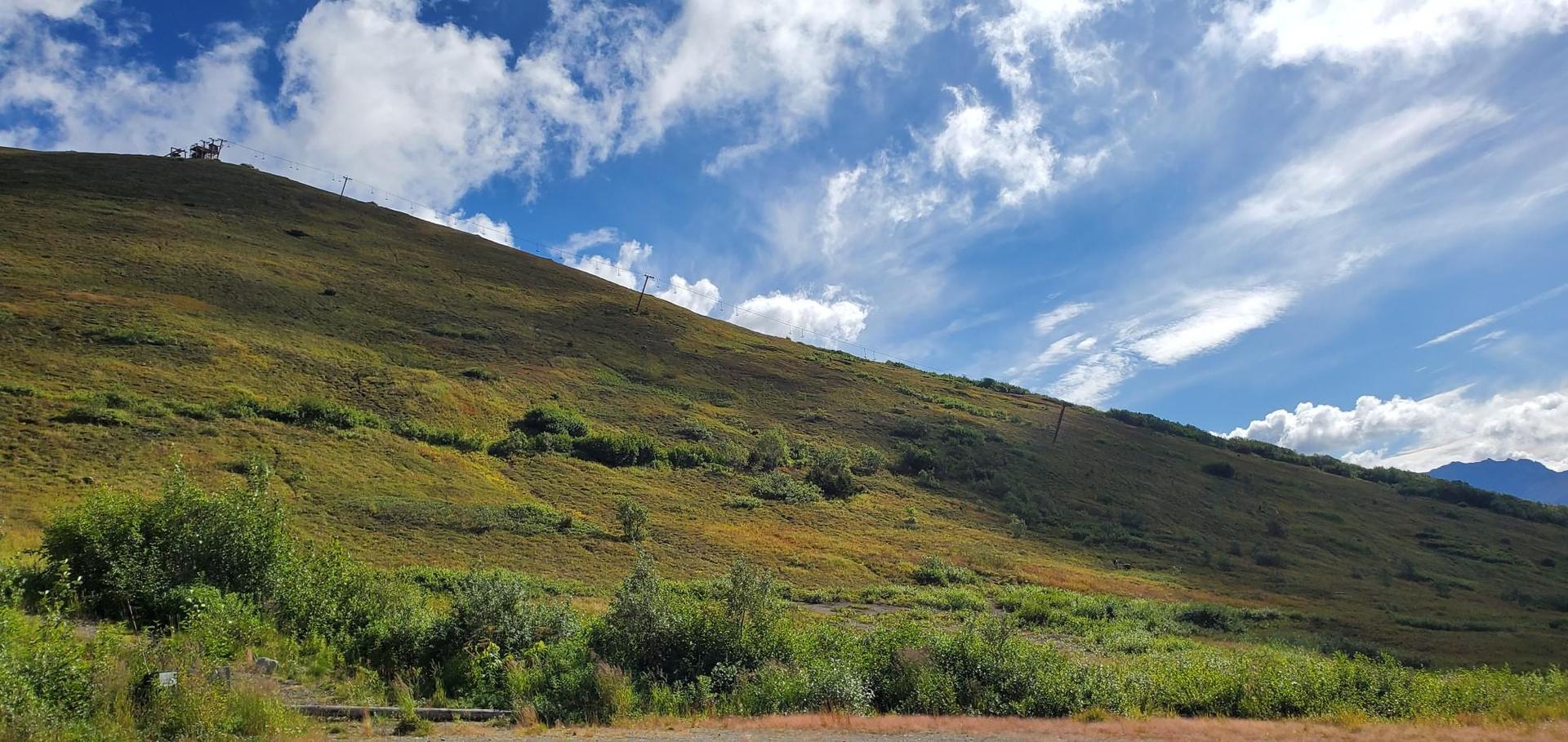 A vast, sunny green hillside under a bright blue sky with white clouds.