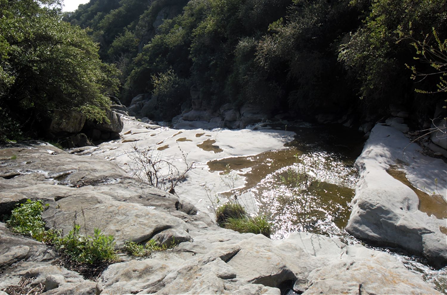 A rocky streambed with shallow, sunlit water surrounded by dense green trees. - Ocean View and Canyon View Trail Loop