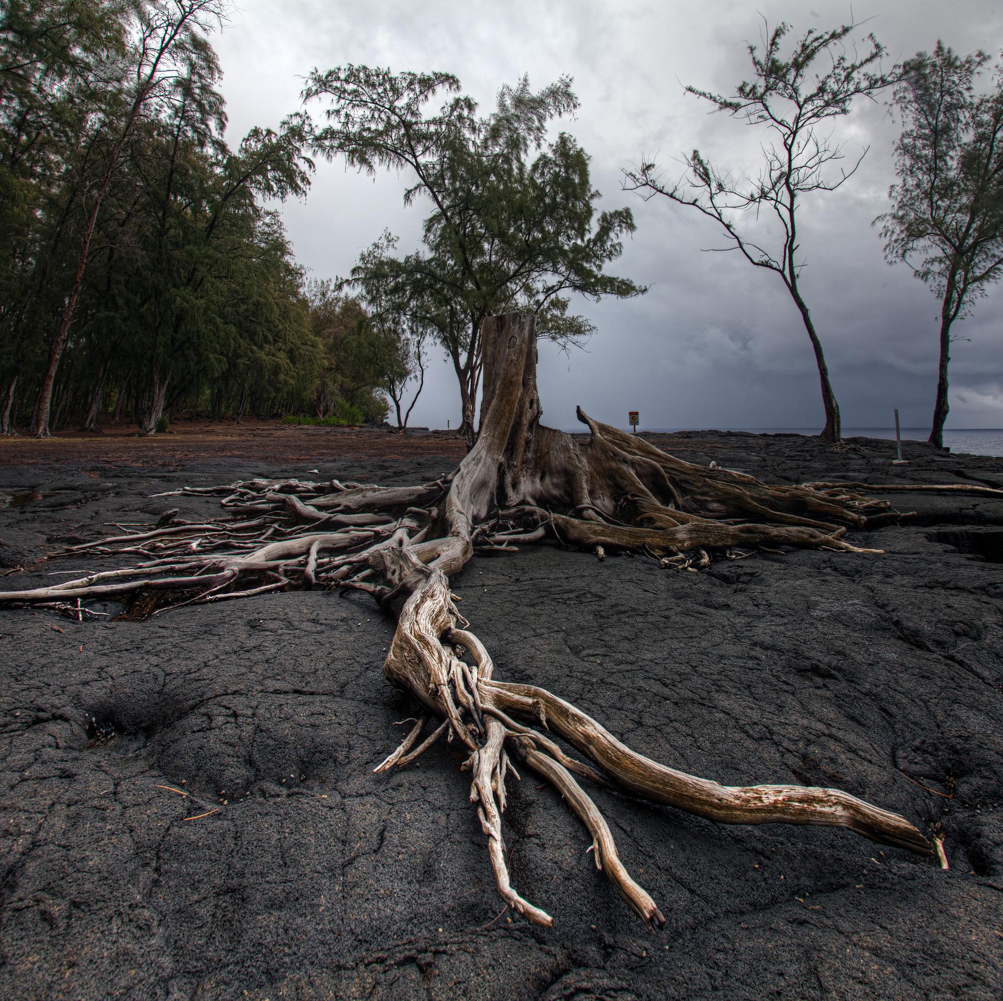 Exposed tree roots sprawl across dark volcanic rock under a stormy sky.