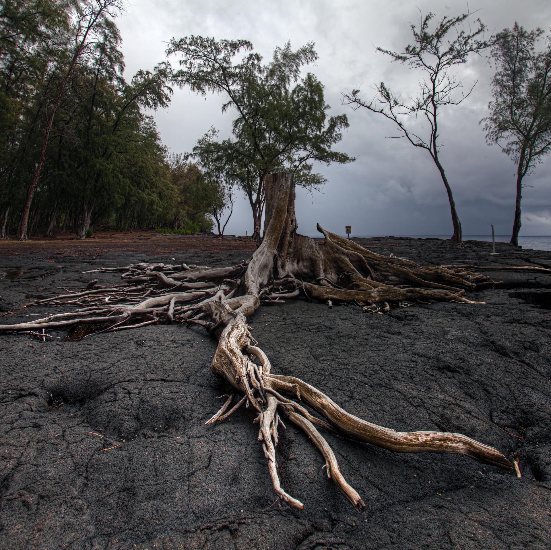 Exposed tree roots sprawl across dark volcanic rock under a stormy sky.