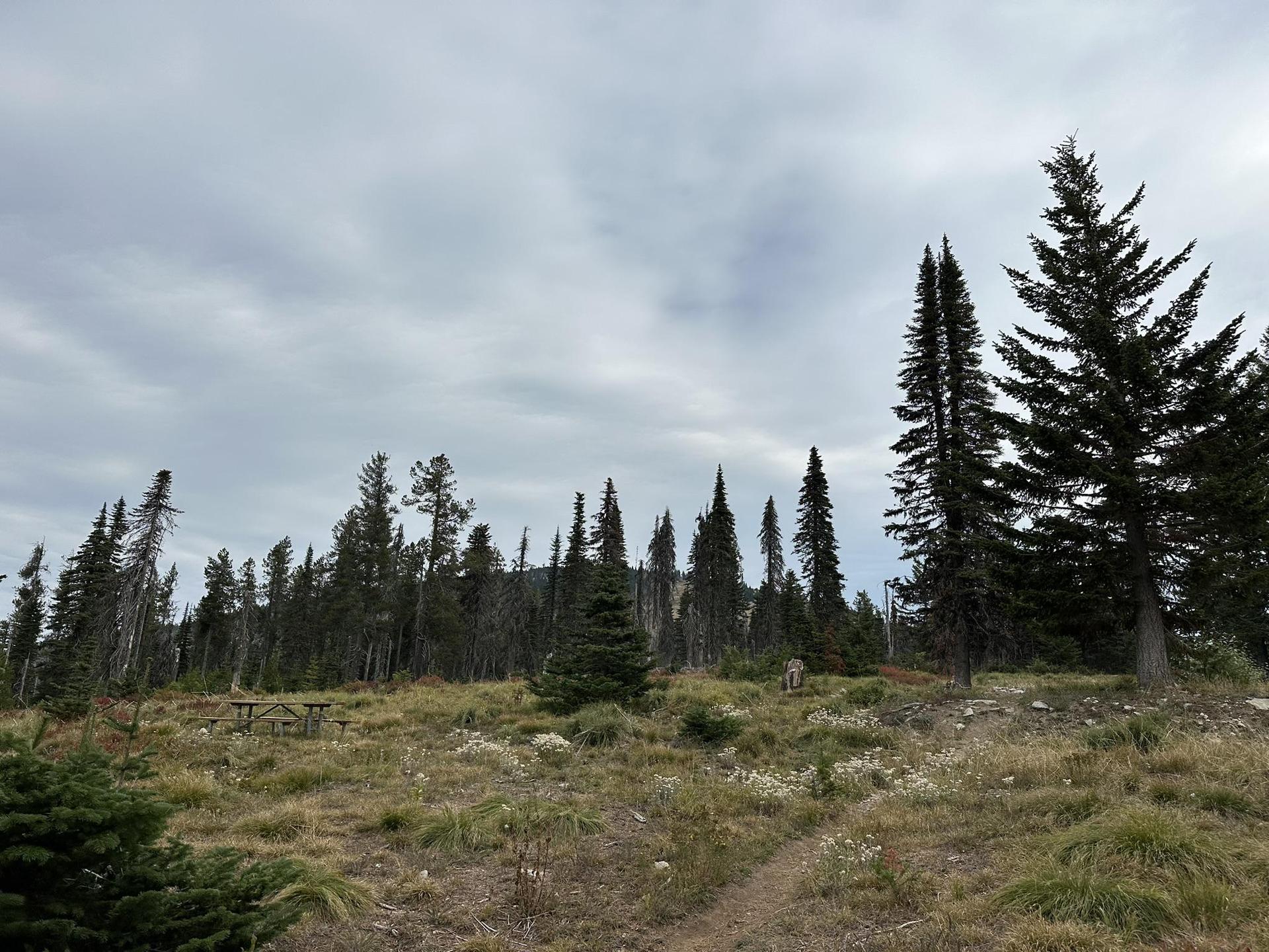 Overcast sky above a grassy clearing with evergreen trees and a distant picnic table.