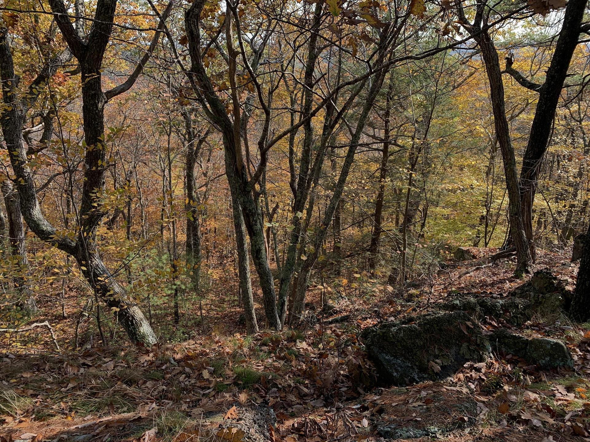 A dense forest with autumn trees and fallen leaves covering the rocky ground.