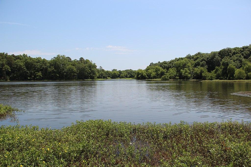 Wide calm lake surrounded by lush green trees on a sunny day.