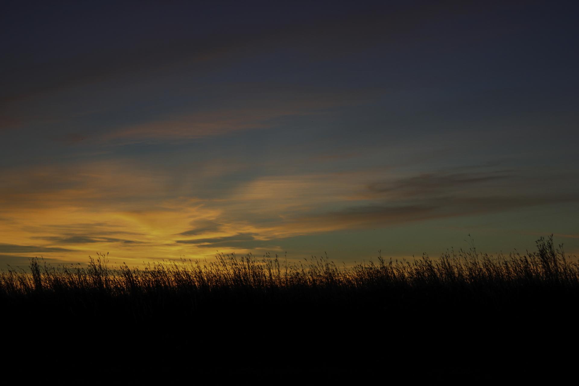 Golden sunset over silhouetted tall grass with dark, cloudy sky.