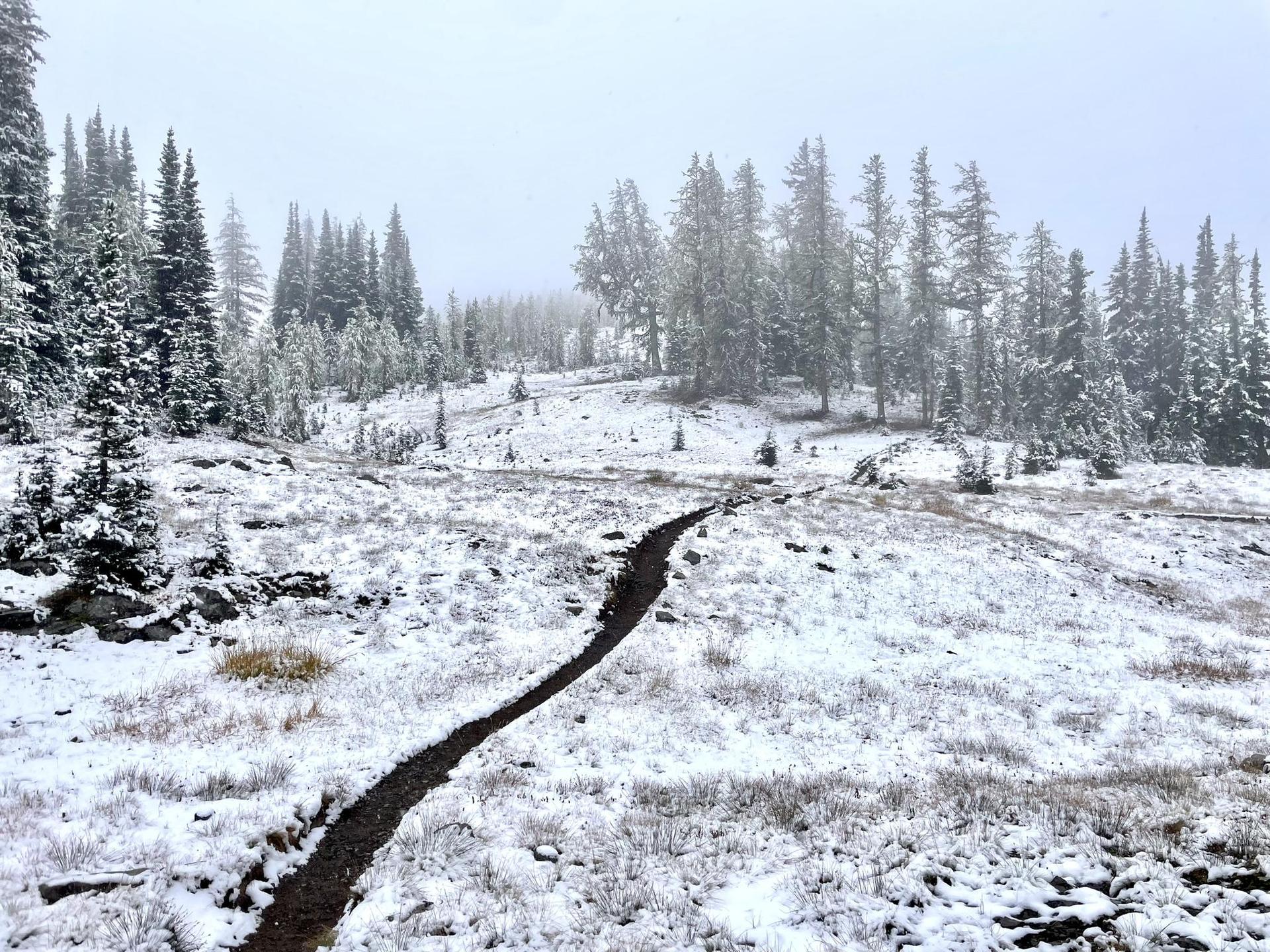 A winding trail cuts through a snow-covered field with distant evergreen trees.