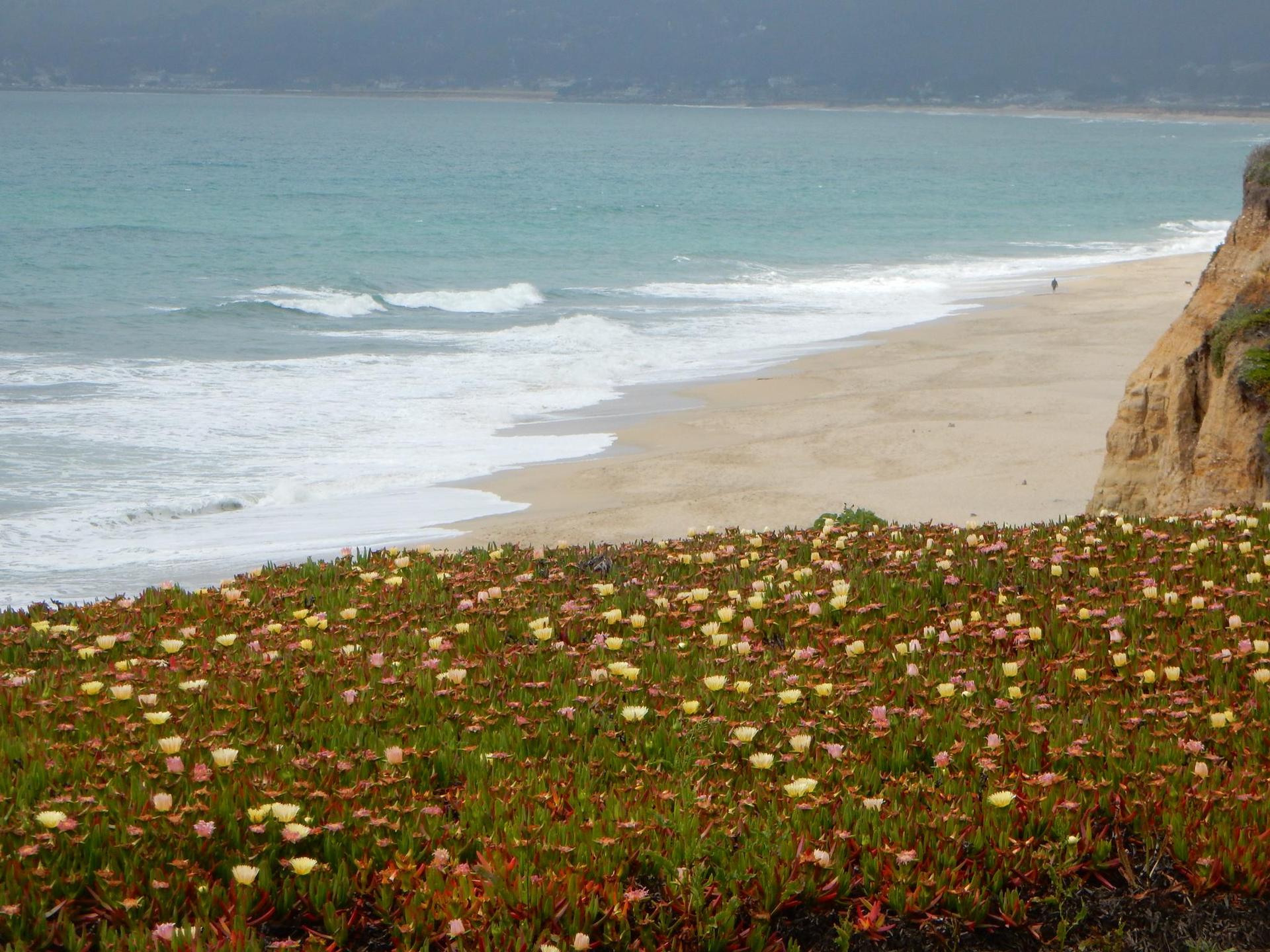 Overcast view of a sandy beach and ocean from a cliff covered in flowers.