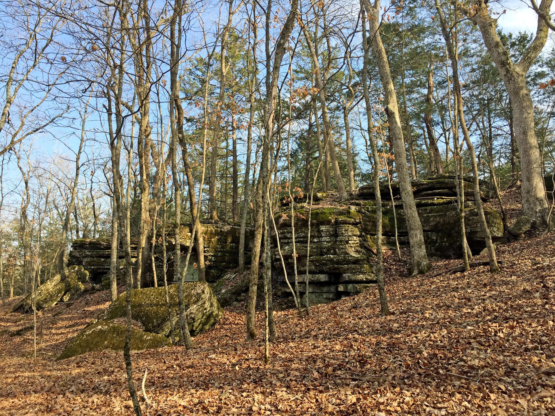 Bare trees stand among large mossy rock formations on a leaf-covered forest floor.
