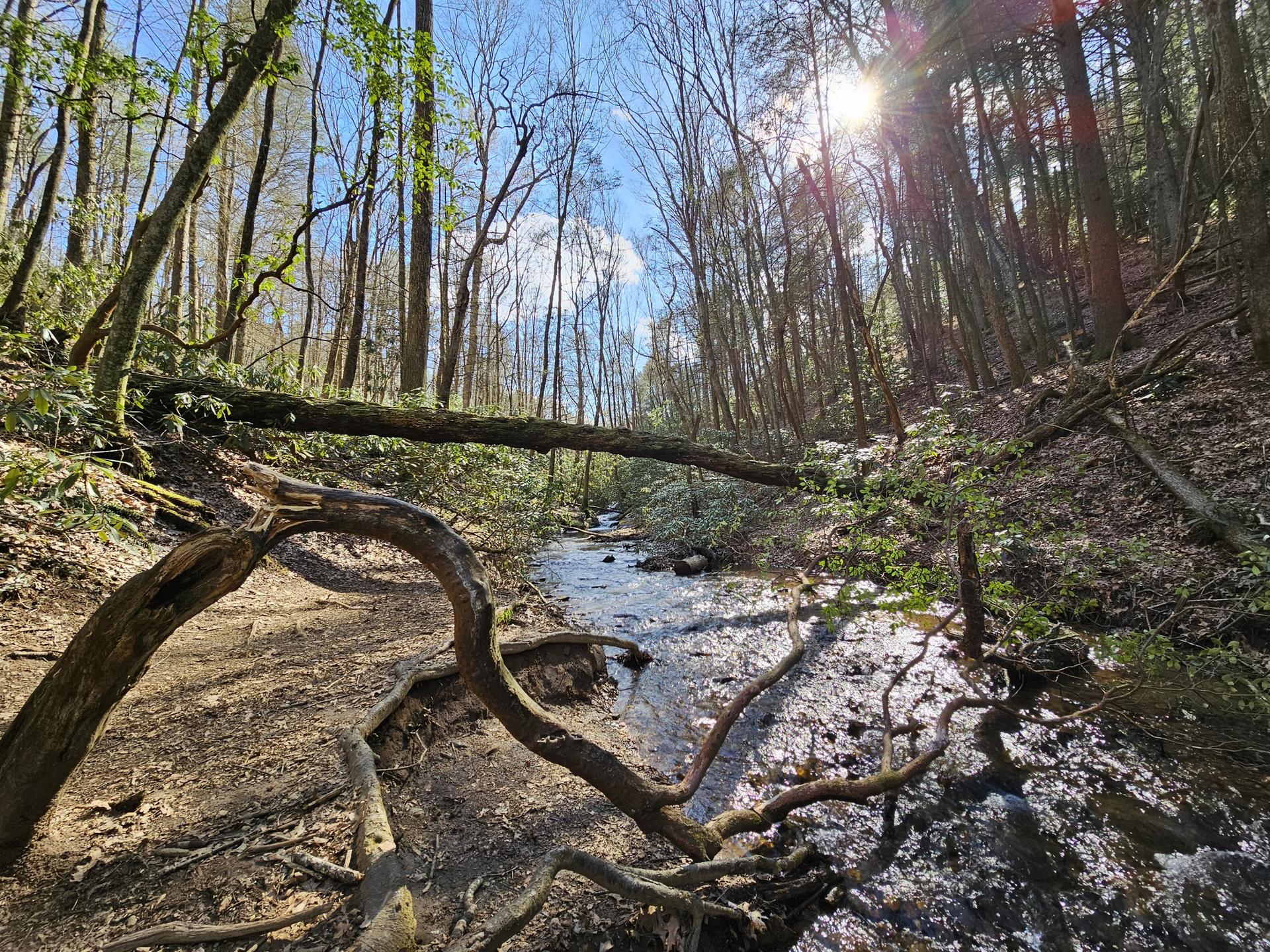 A sunny forest stream with a fallen log bridge and bright sun flare.