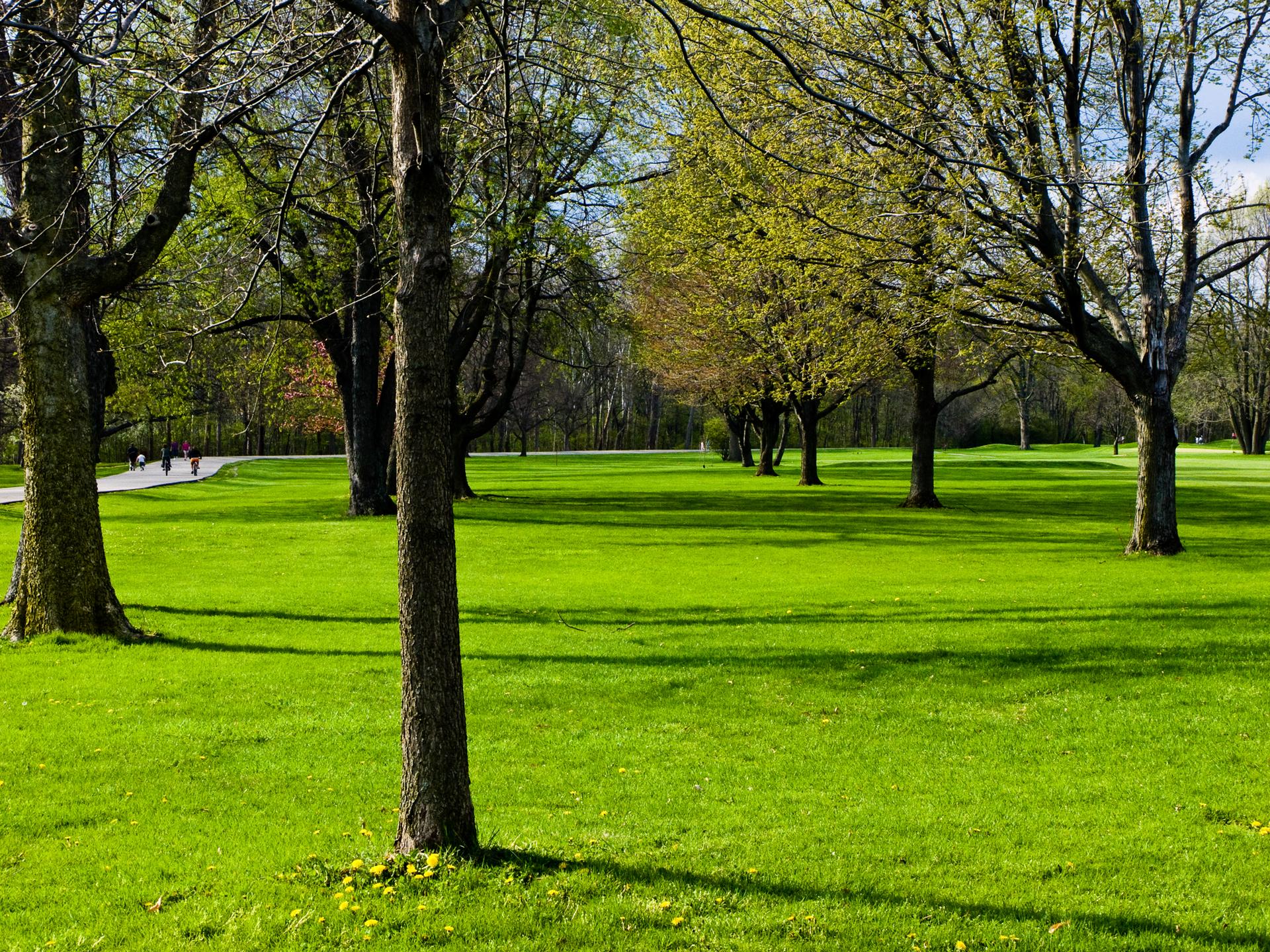 Sunny park with green grass, tall trees, and distant people walking.