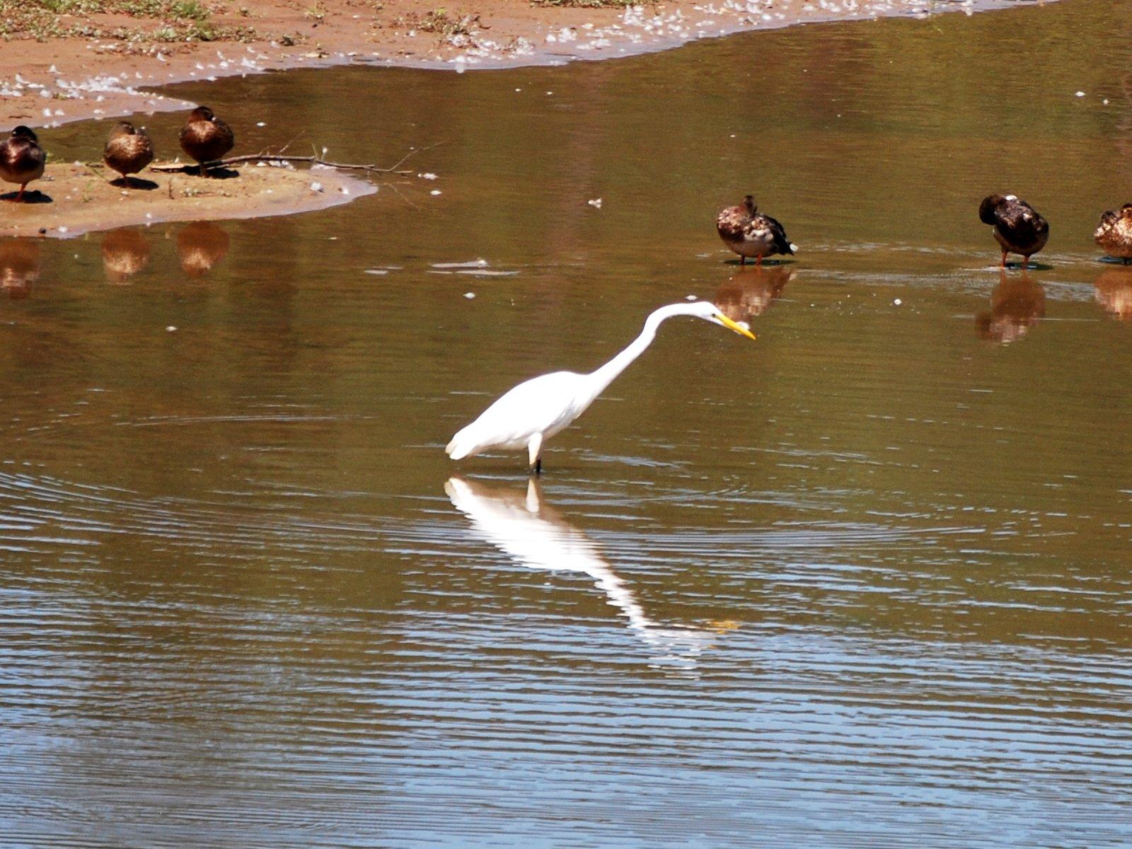 A white egret wades in shallow water with ducks on the bank.