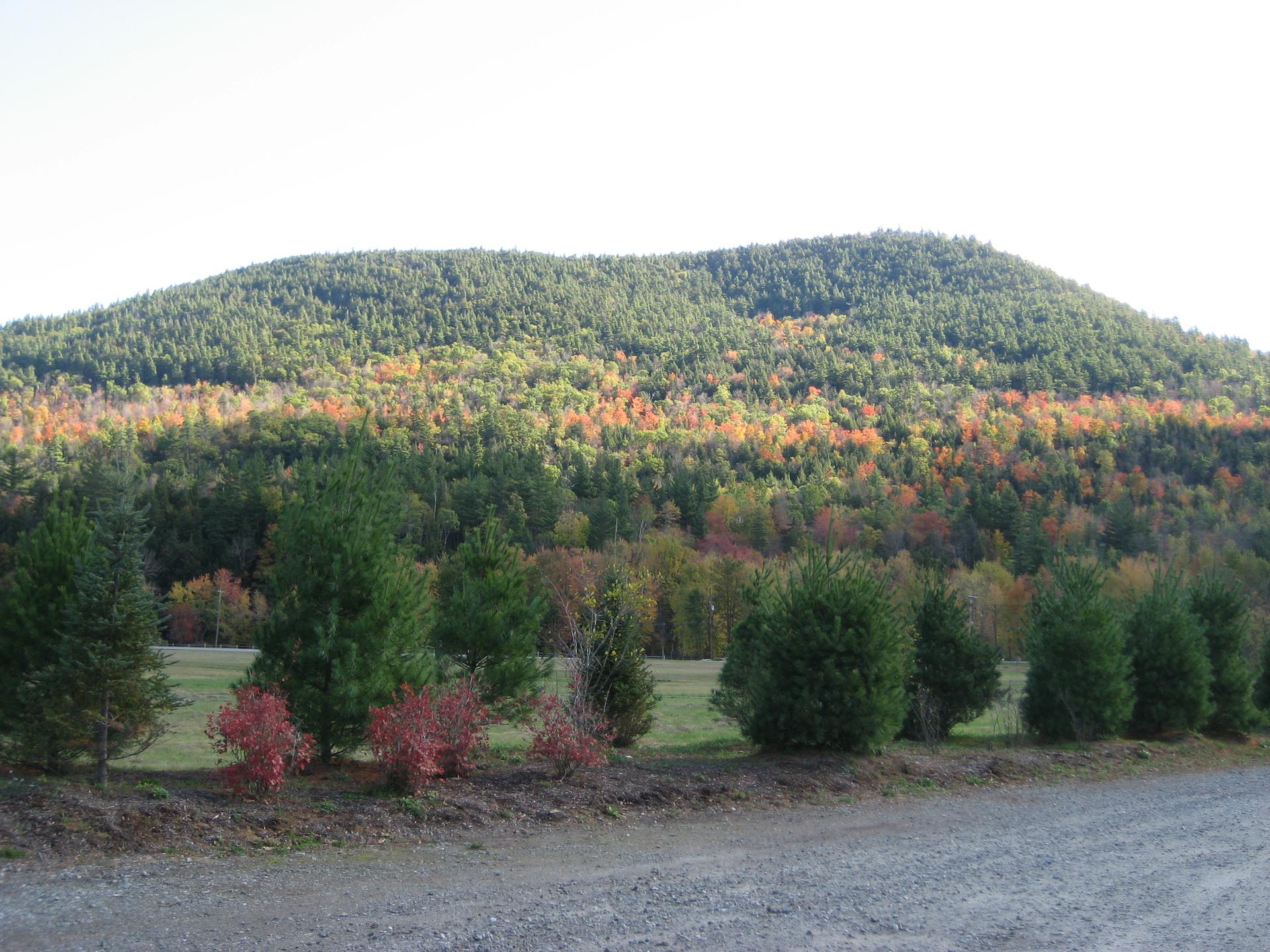 A forested hill displays vibrant autumn colors under a bright, clear sky.