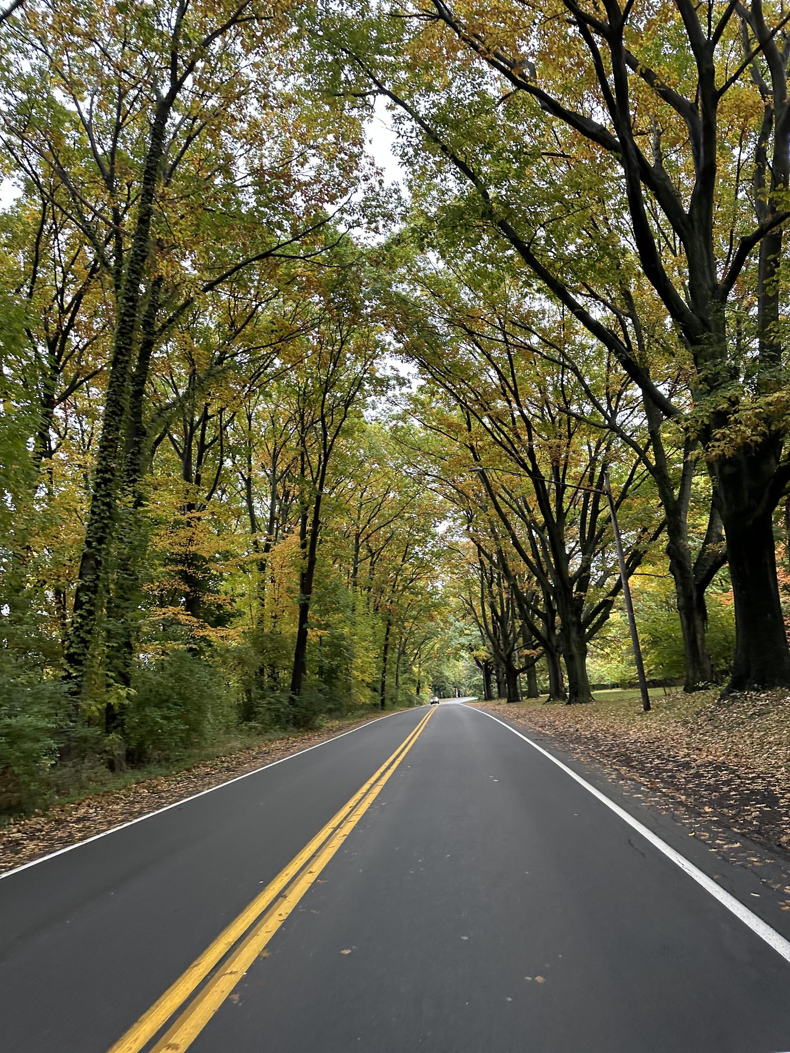 Empty road lined with tall trees displaying early autumn foliage.