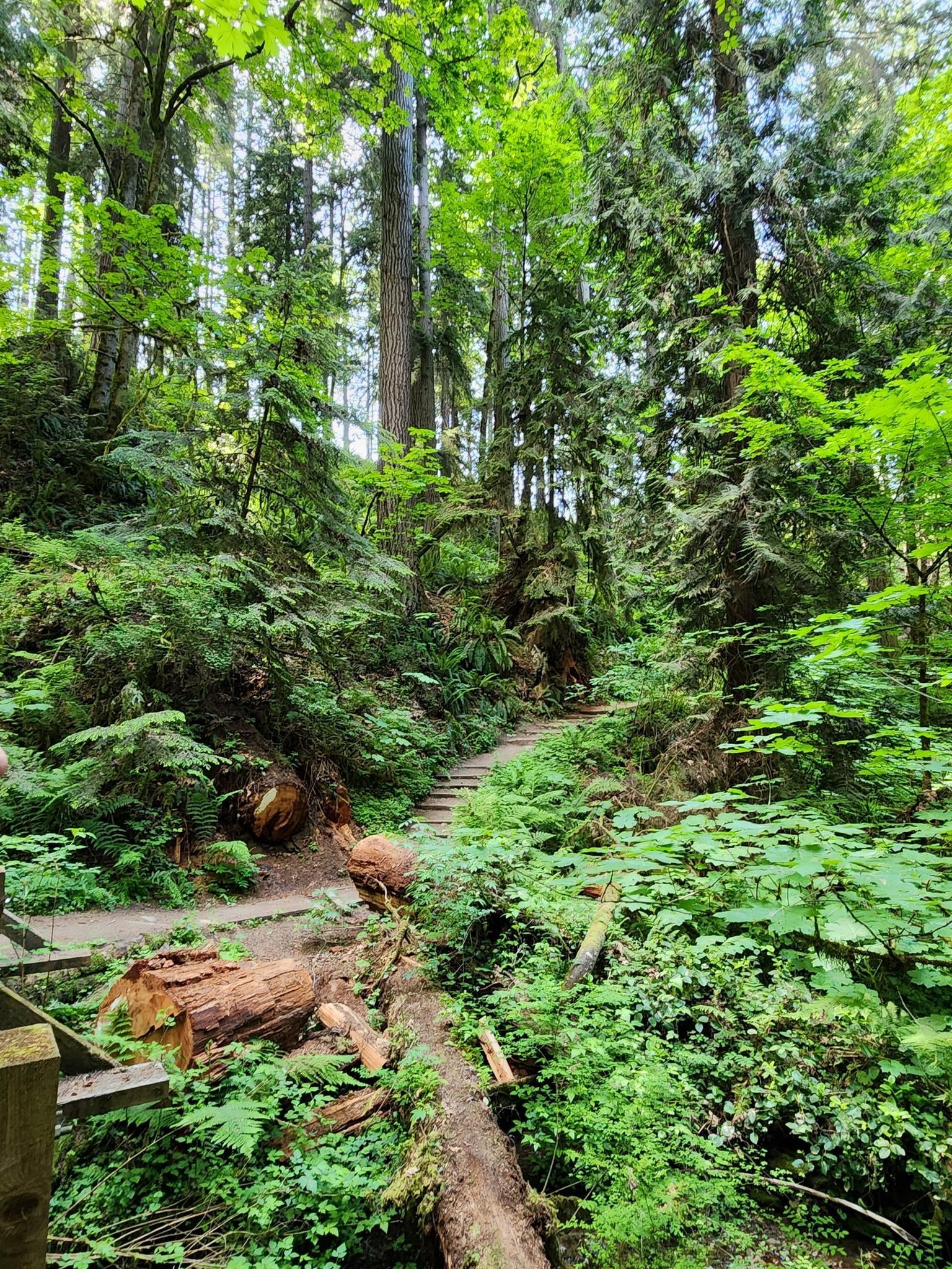 A winding dirt path ascends through a dense, sunlit green forest.