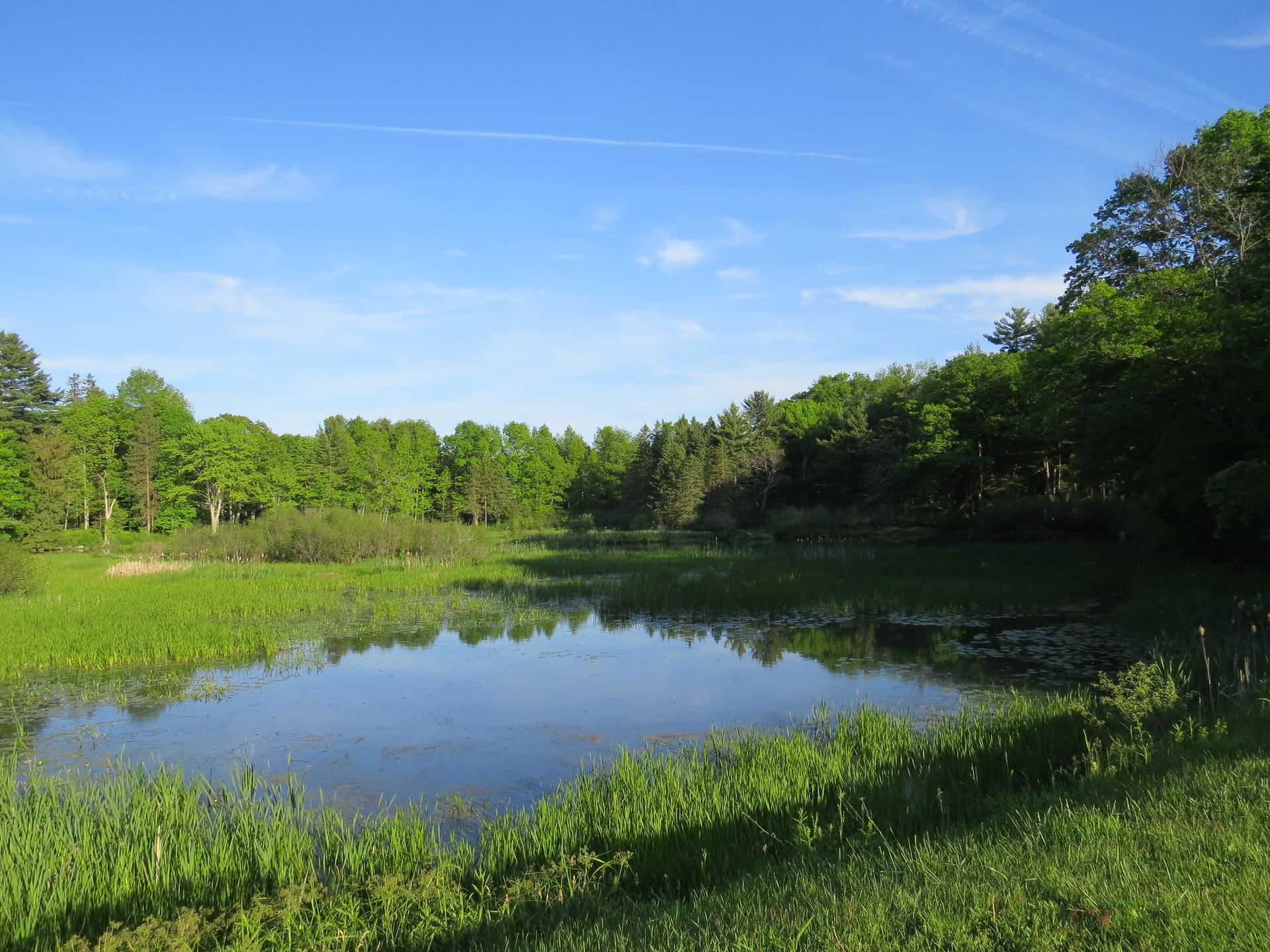 A serene pond surrounded by vibrant green grass and dense forest under a blue sky.