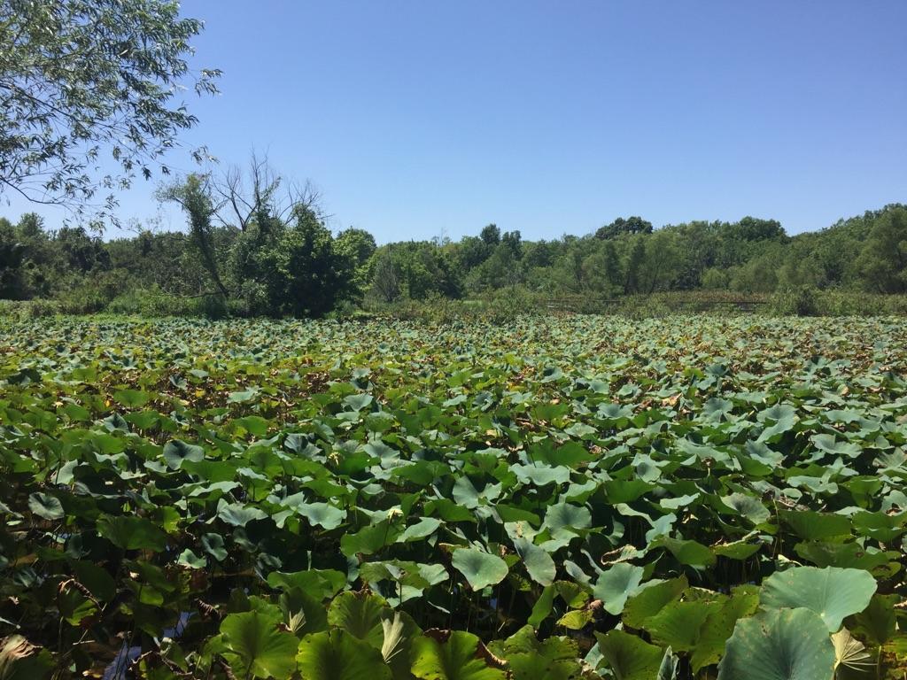 Vast field of green lily pads under a clear blue sky.