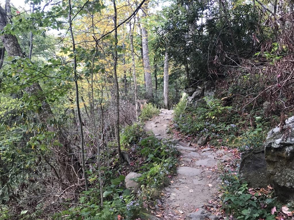Winding dirt path through a dense forest with green and yellow foliage.