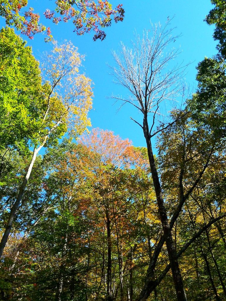 Vibrant autumn tree canopy against a bright blue sky.