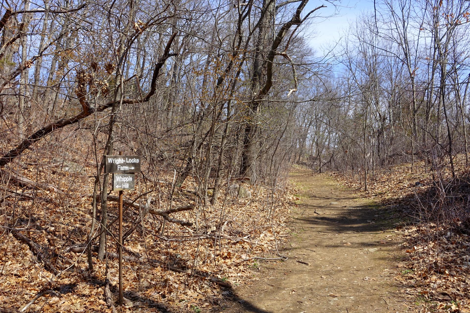 Sunny forest path with bare trees, dry leaves, and a small sign.