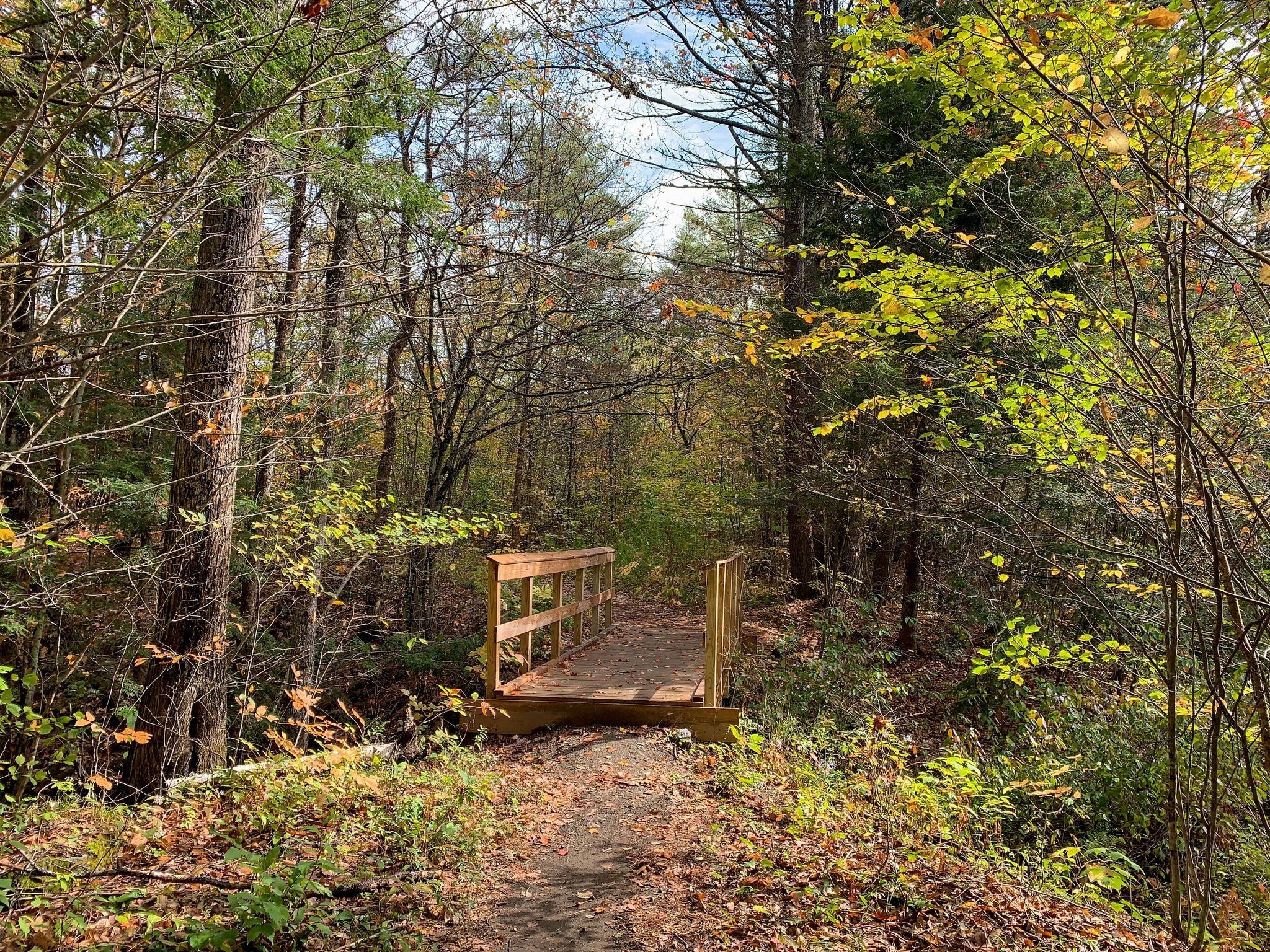 A wooden footbridge crosses a dirt path through a sunlit autumn forest. - Lyme Hill