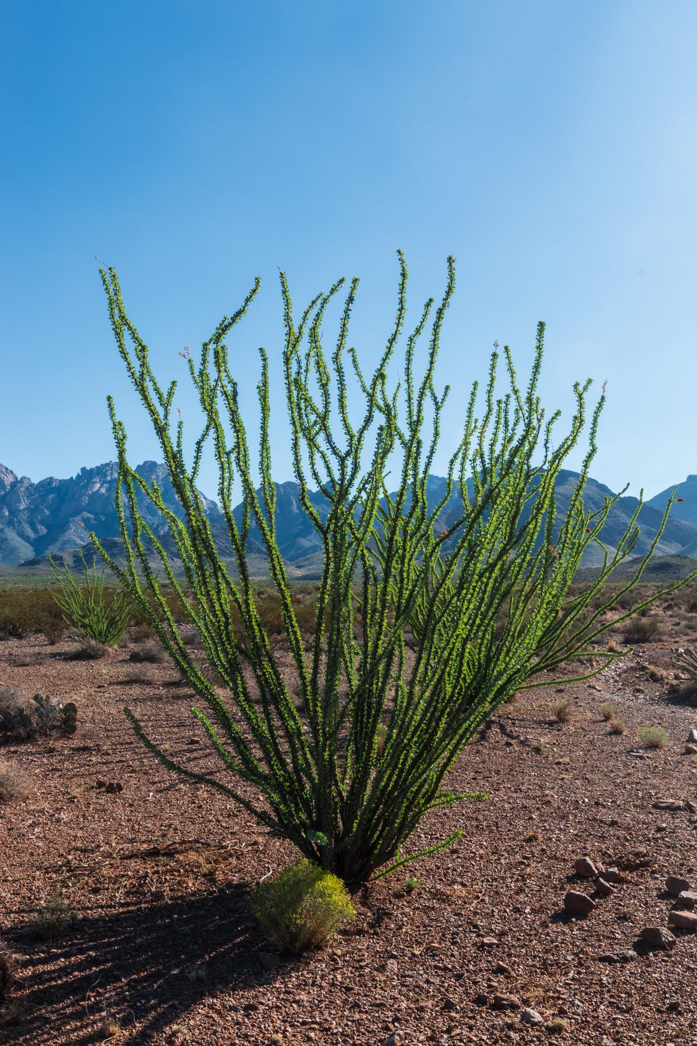 Green desert plant with spiky branches in arid landscape under clear sky.